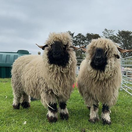 Glampods Glamping Pod - Meet Highland Cows And Sheep Elgin Villa Exteriör bild