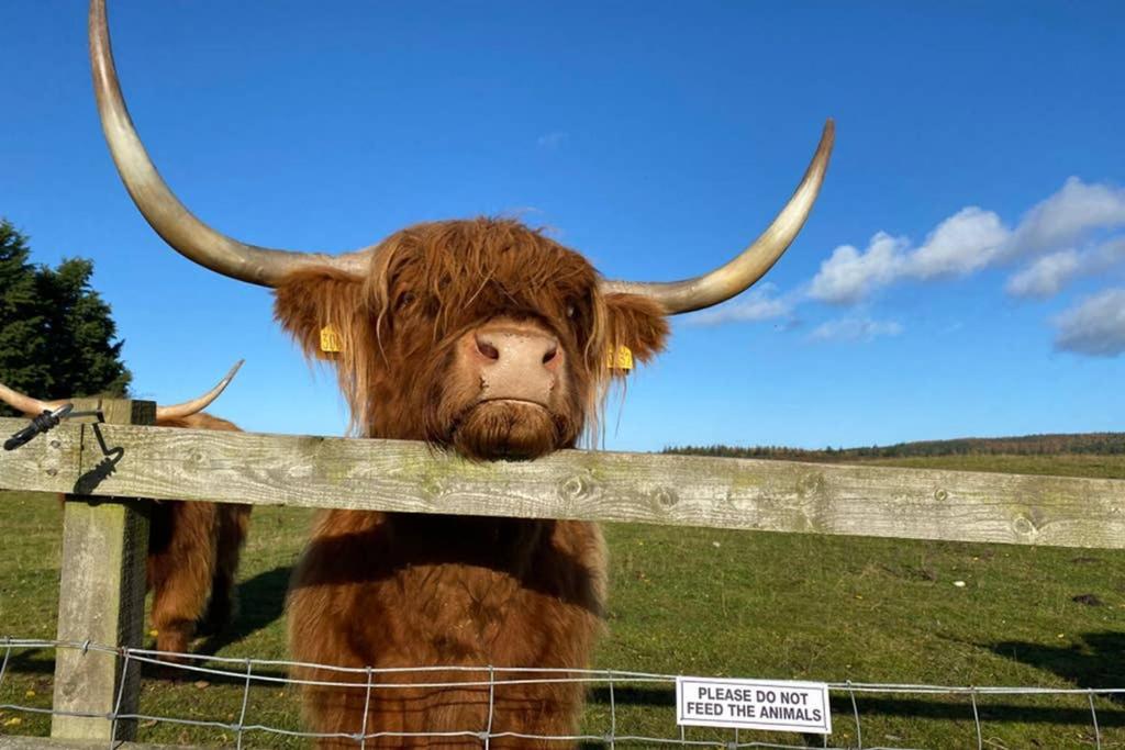 Glampods Glamping Pod - Meet Highland Cows And Sheep Elgin Villa Exteriör bild