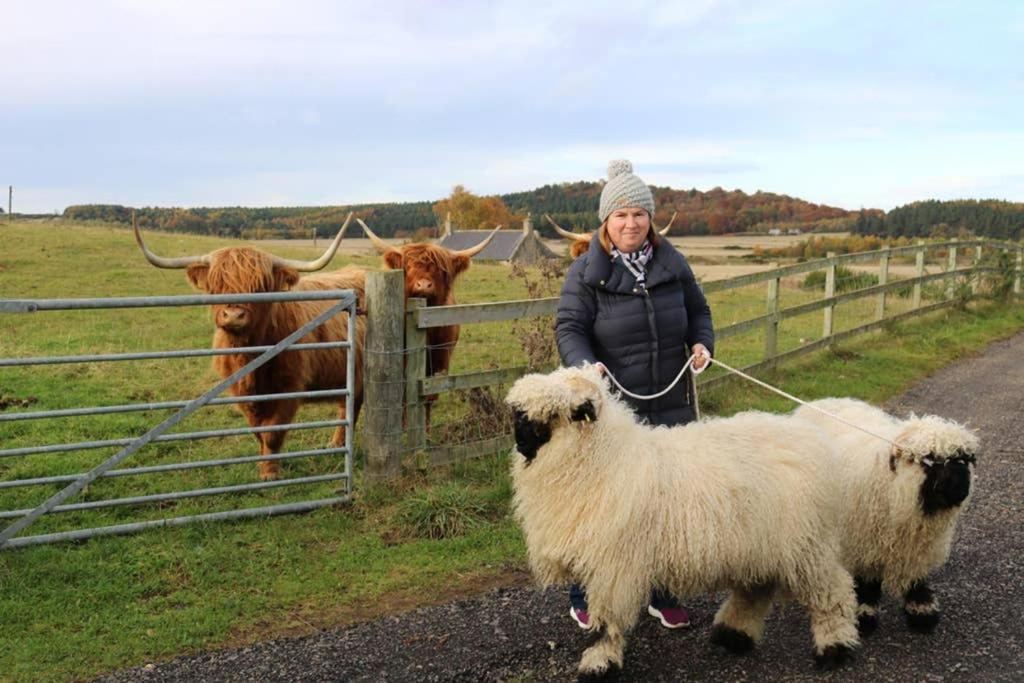 Glampods Glamping Pod - Meet Highland Cows And Sheep Elgin Villa Exteriör bild