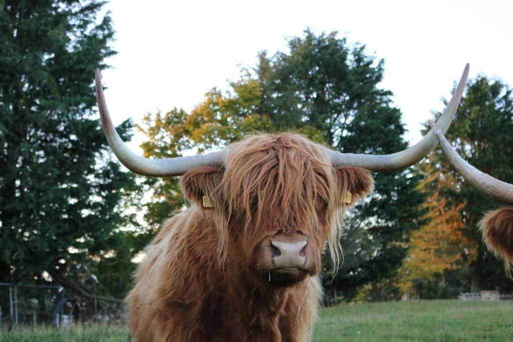 Glampods Glamping Pod - Meet Highland Cows And Sheep Elgin Villa Exteriör bild