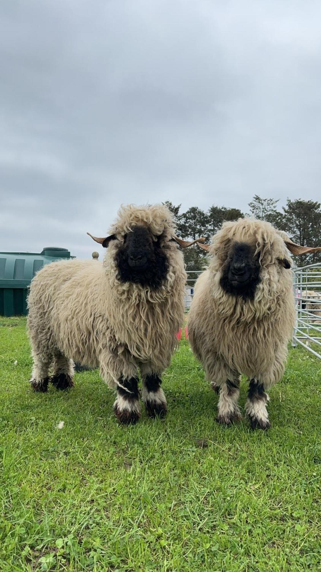 Glampods Glamping Pod - Meet Highland Cows And Sheep Elgin Villa Exteriör bild